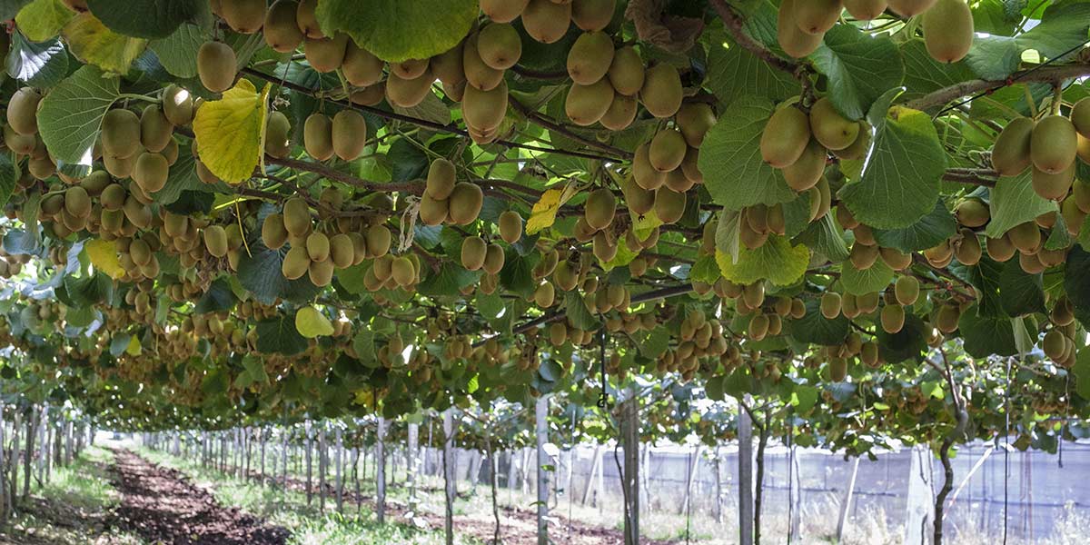 Zespri: stagione record e nuove prospettive di crescita per il kiwi SunGold italiano
